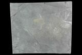 Cambrian Phyllocarid (Pseudoarctolepis) Fossil - Utah #130370-1